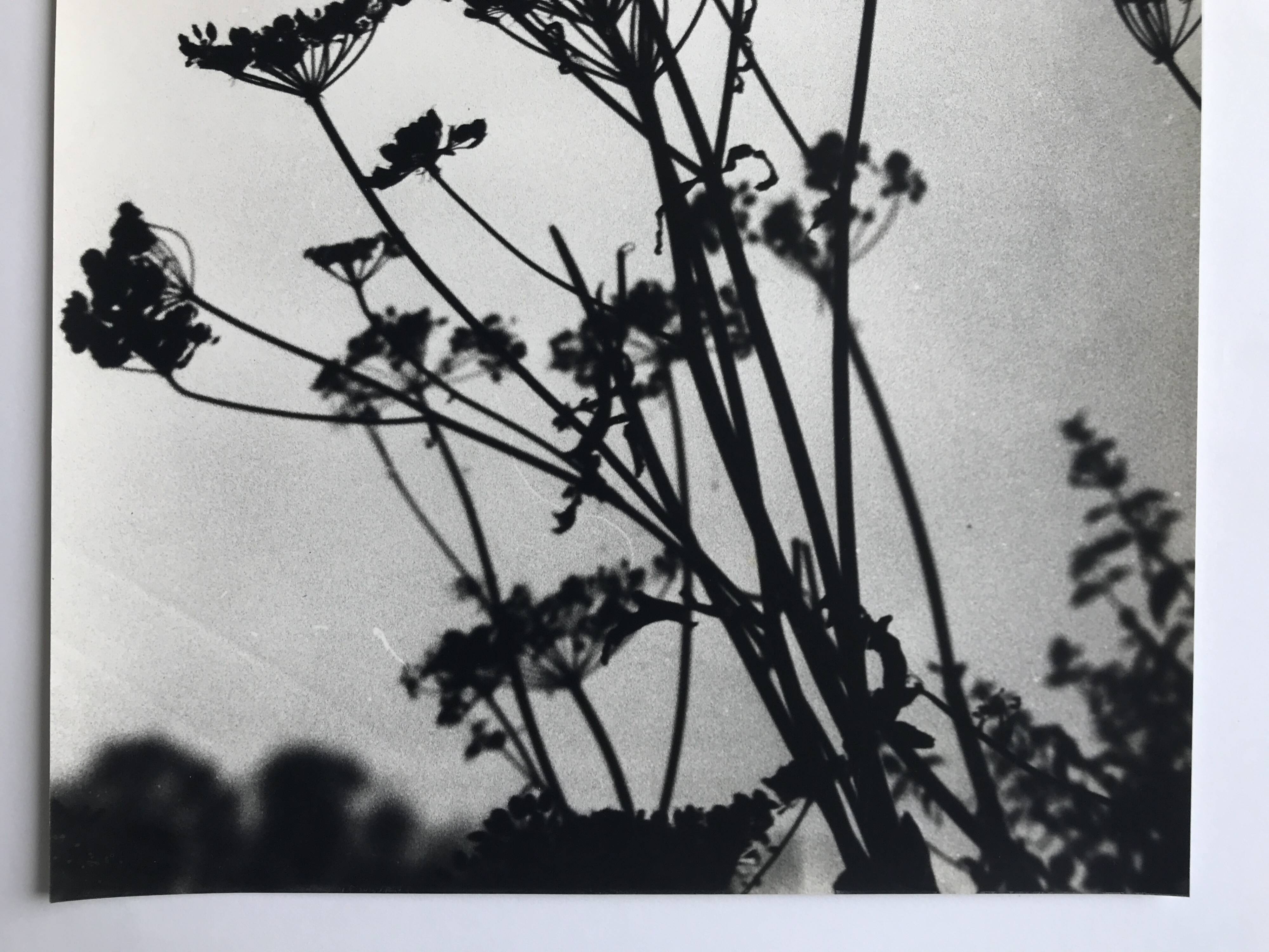 Rosine NUSIMOVICI, Untitled (Umbelliferae), c 1980. Black and white silver print