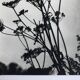 Rosine NUSIMOVICI, Untitled (Umbelliferae), c 1980. Black and white silver print