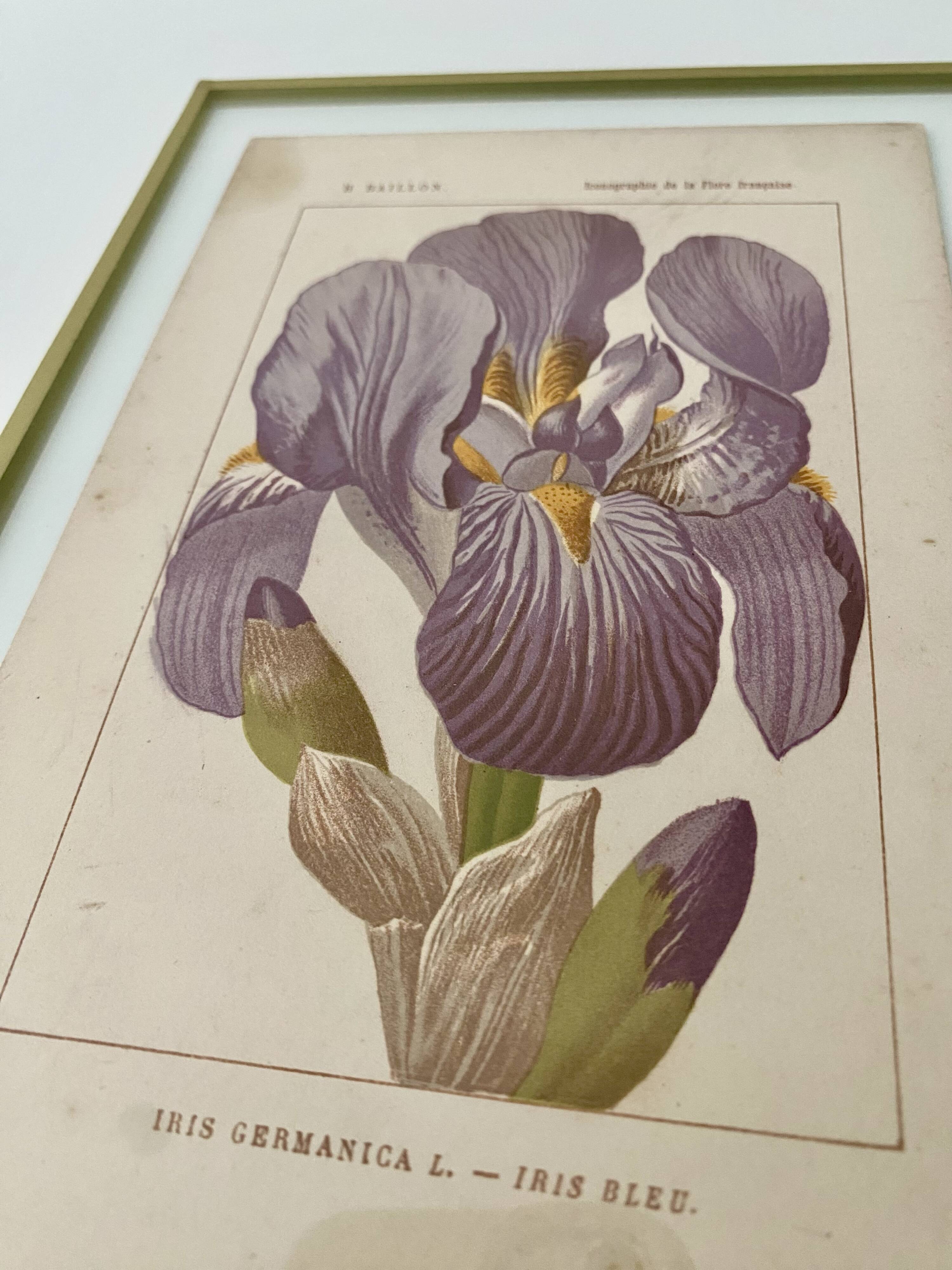 Botanical plate