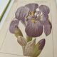 Botanical plate