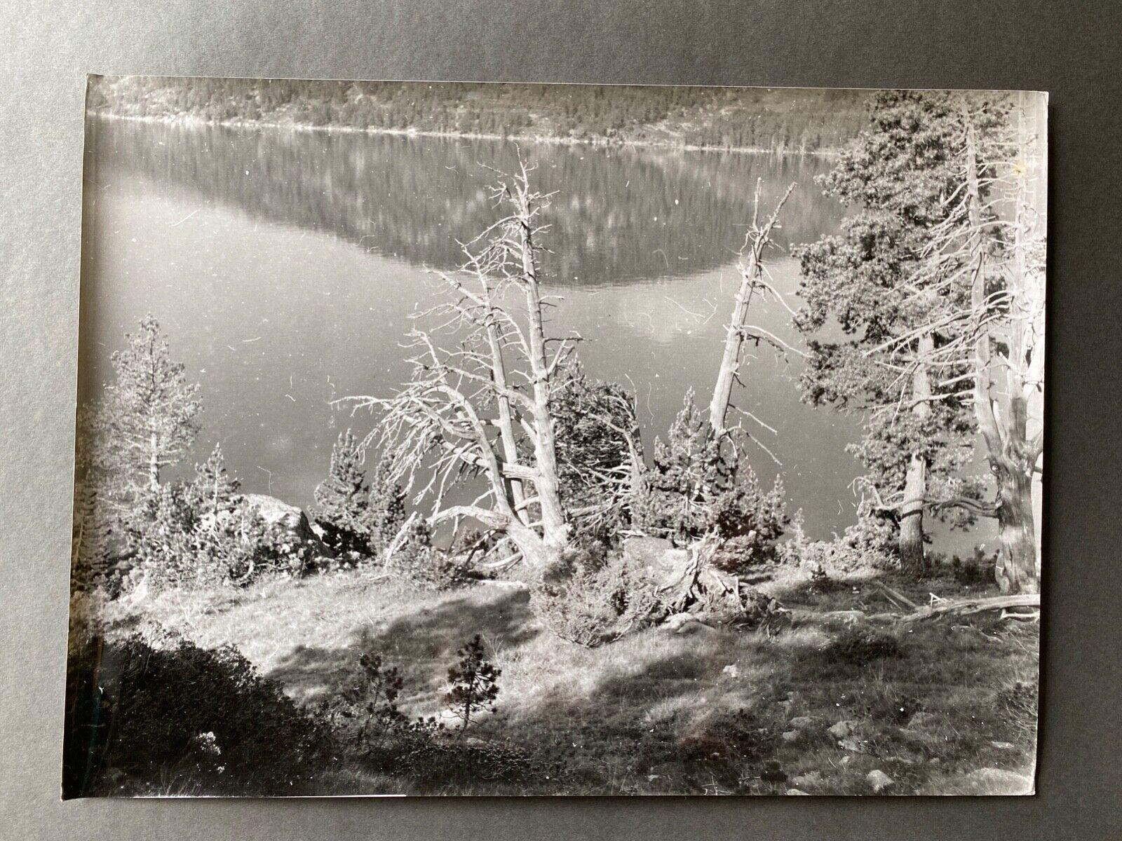 Photo silver dead tree in front of lake n°4 bernard darot xxth