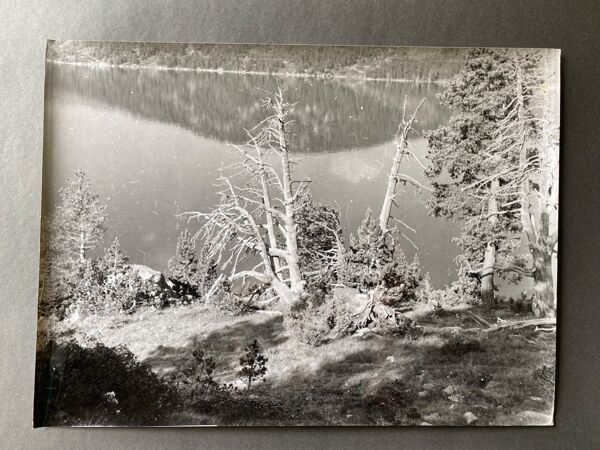 Photo argentique arbre mort devant lac n°4 bernard darot xxe