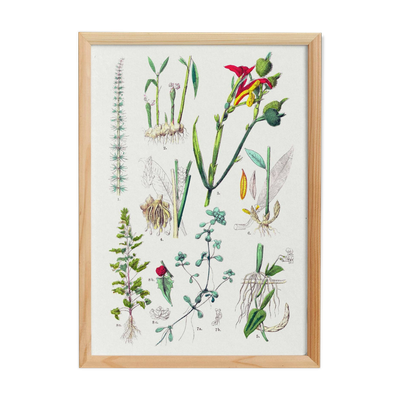Affiche sur les plantes, d'après une gravure de 1881 ''gingembre