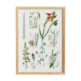 Poster on plants, based on an engraving from 1881 "ginger"