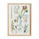 Affiche sur les plantes, d'après une gravure de 1881 "gingembre"