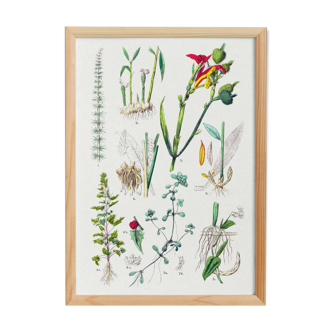 Poster about plants, based on an 1881 engraving "ginger"