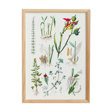 Poster on plants, based on an engraving from 1881 "ginger"