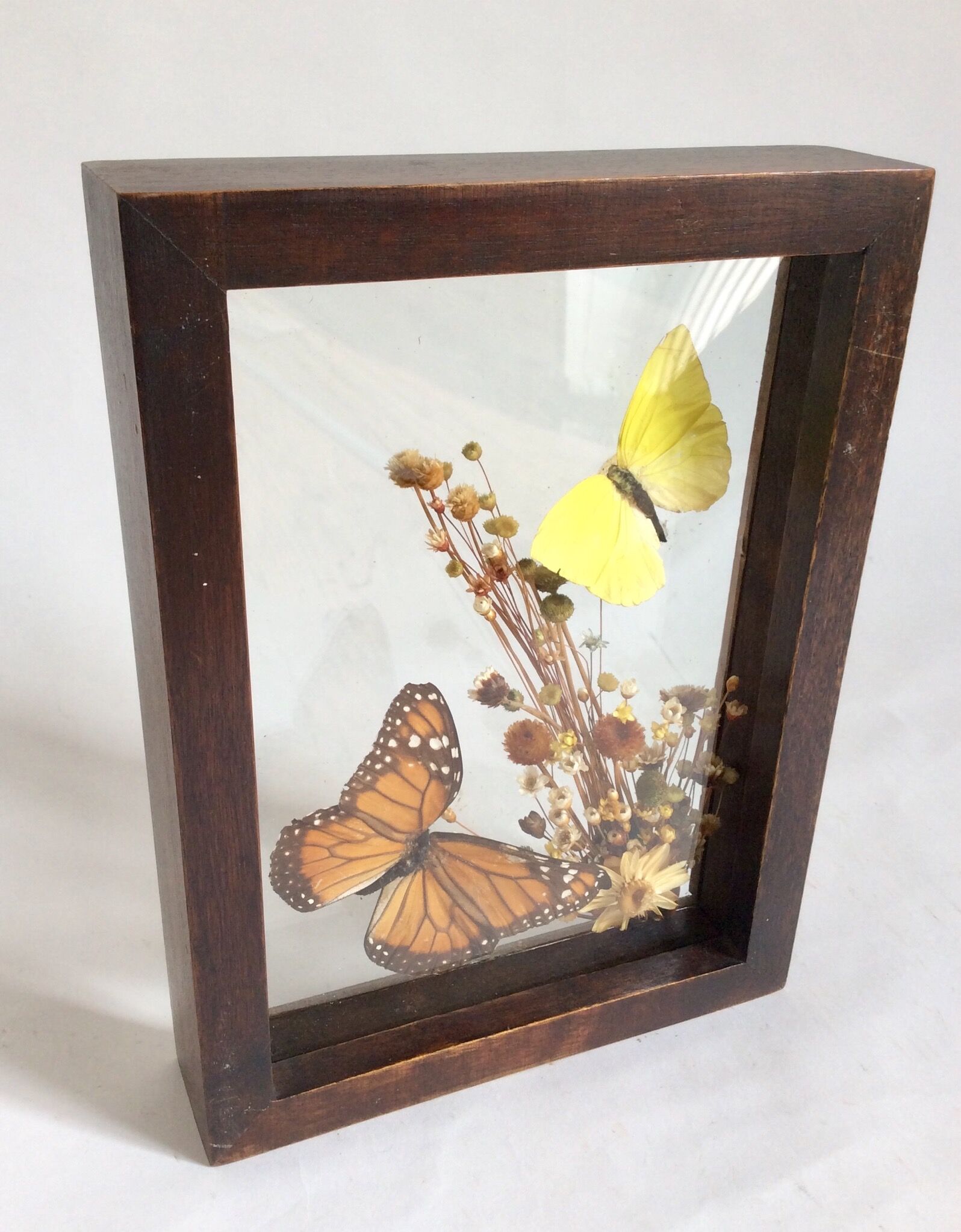 Naturalized butterflies and flowers