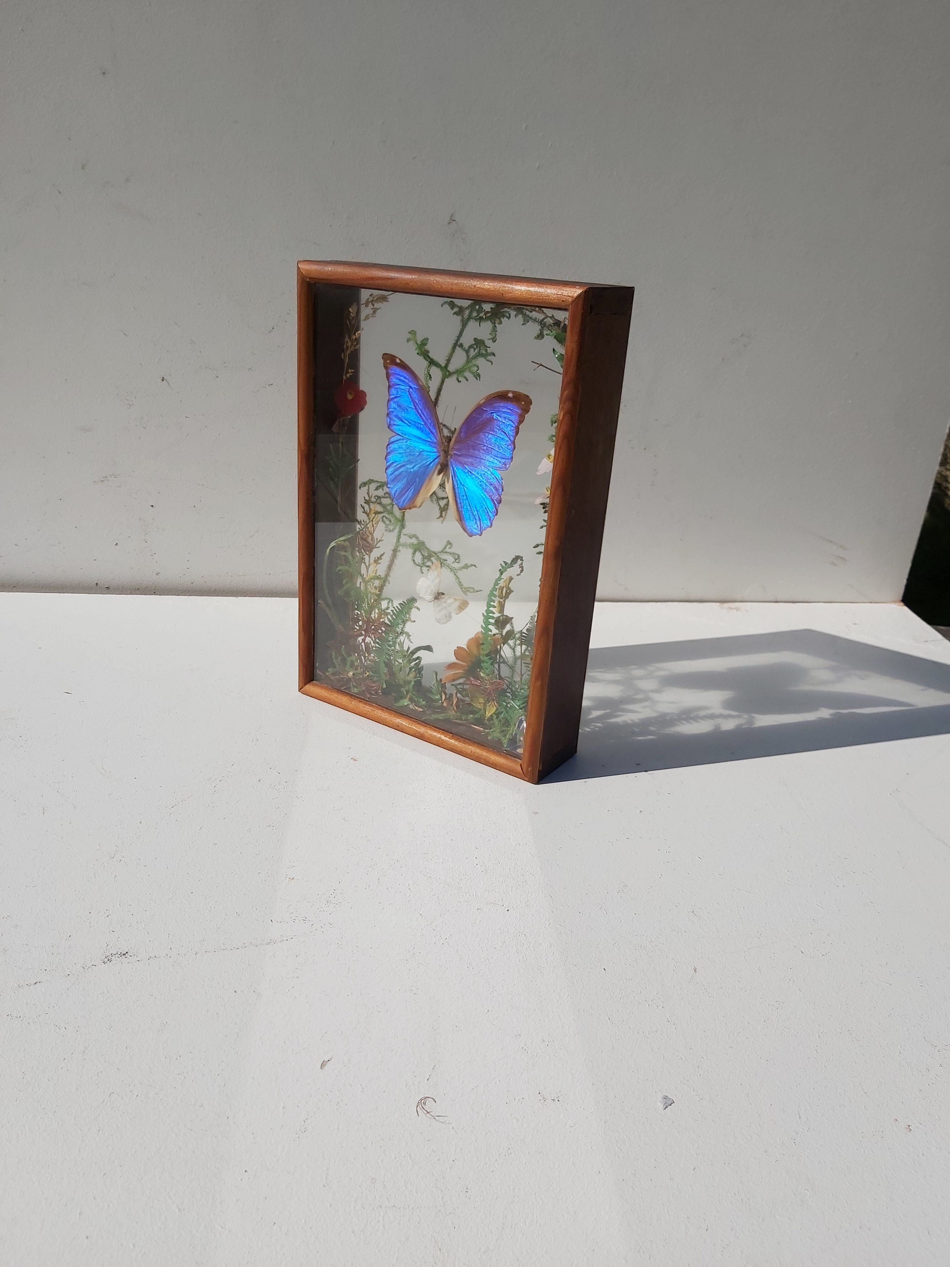 Box composition butterfly wood and glass