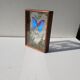 Box composition butterfly wood and glass