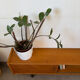 Enfilade basse vintage ( peu profonde )