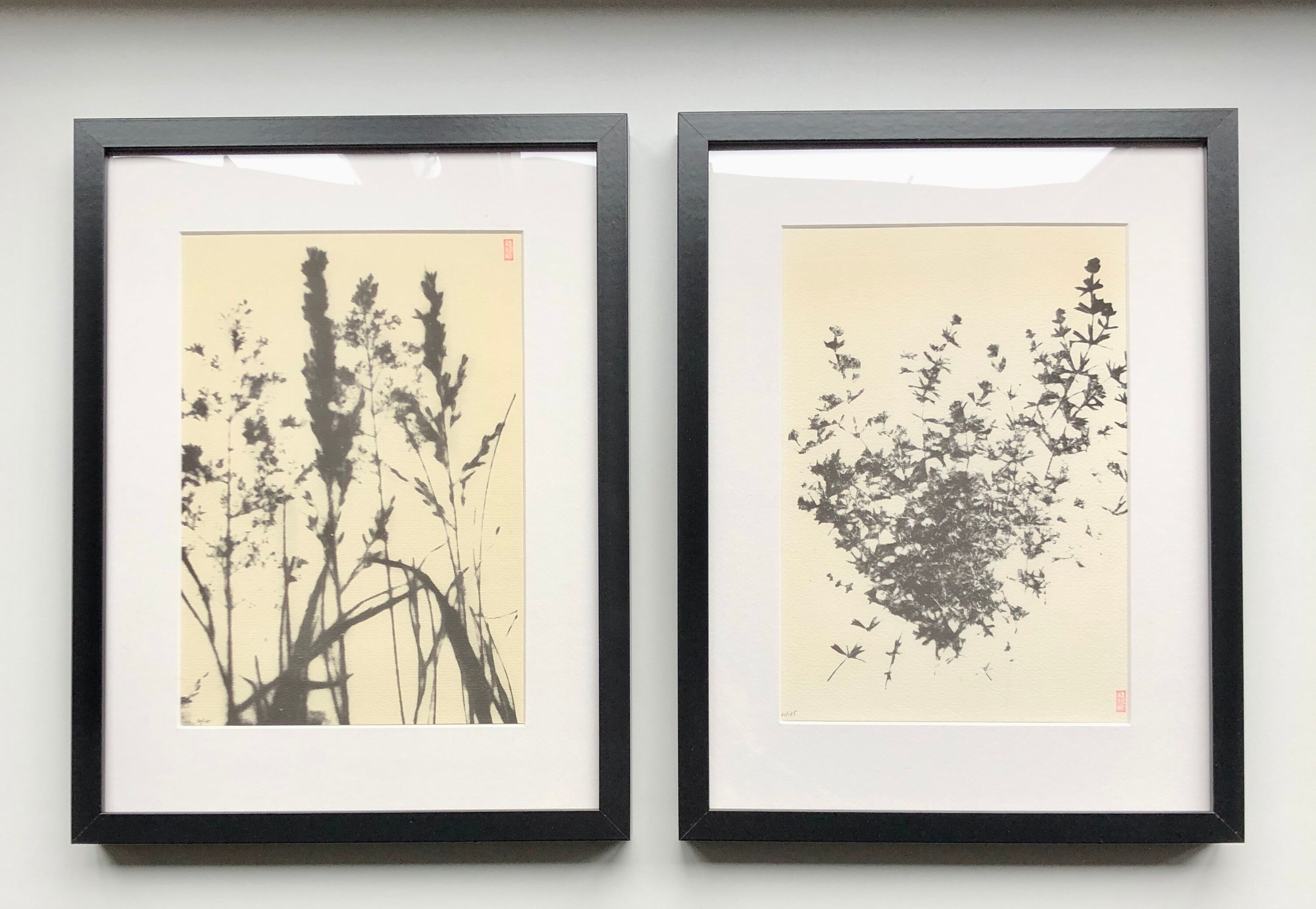 Framed lithograph - extract from the notebook "Les Natugraphies" - Albert de Visscher