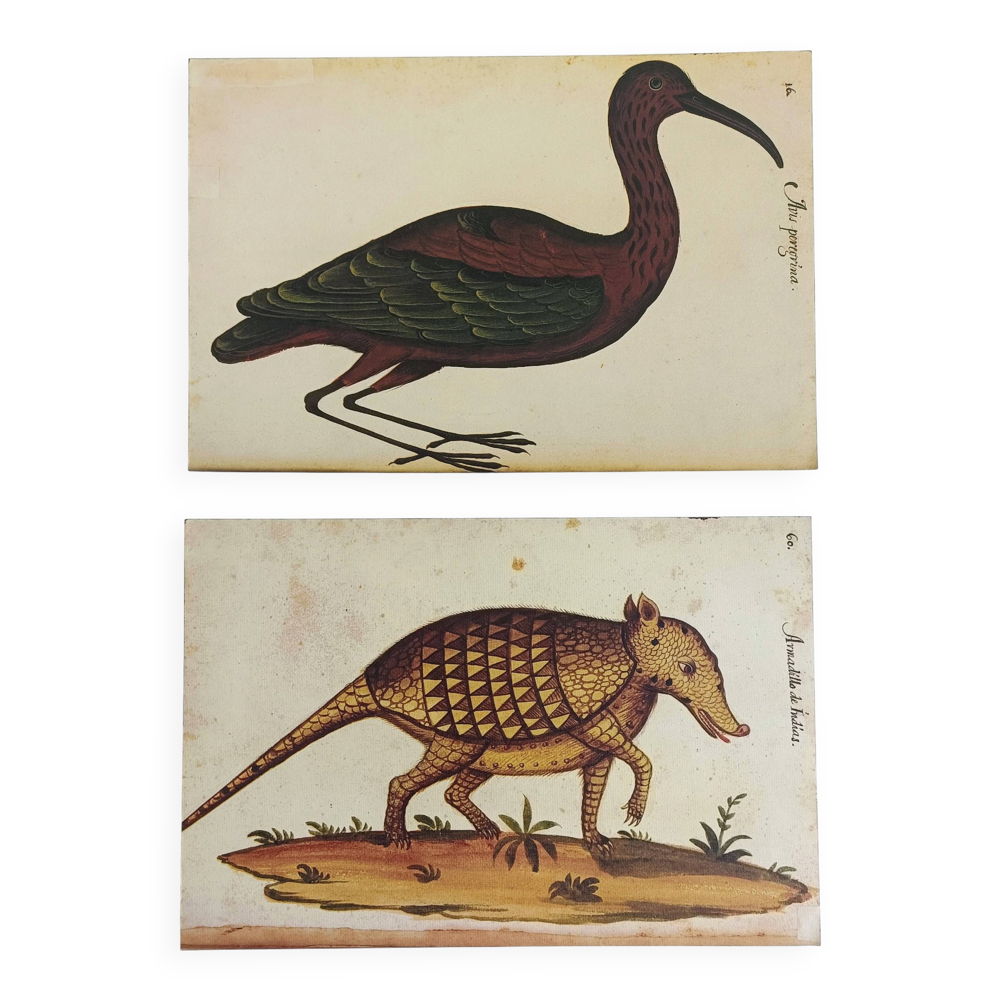 Pair of reproductions of the Codex Pomar of Natural History, Valencia, 1990