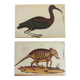 Pair of reproductions of the Codex Pomar of Natural History, Valencia, 1990
