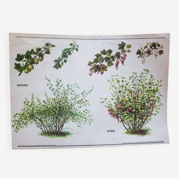Old botanical school card red currant and simple currant
