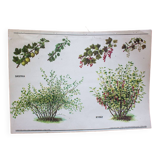 Vieille carte scolaire botanique groseiller rouge et grosseiler simple