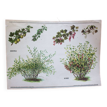 Old botanical school card red currant and simple currant