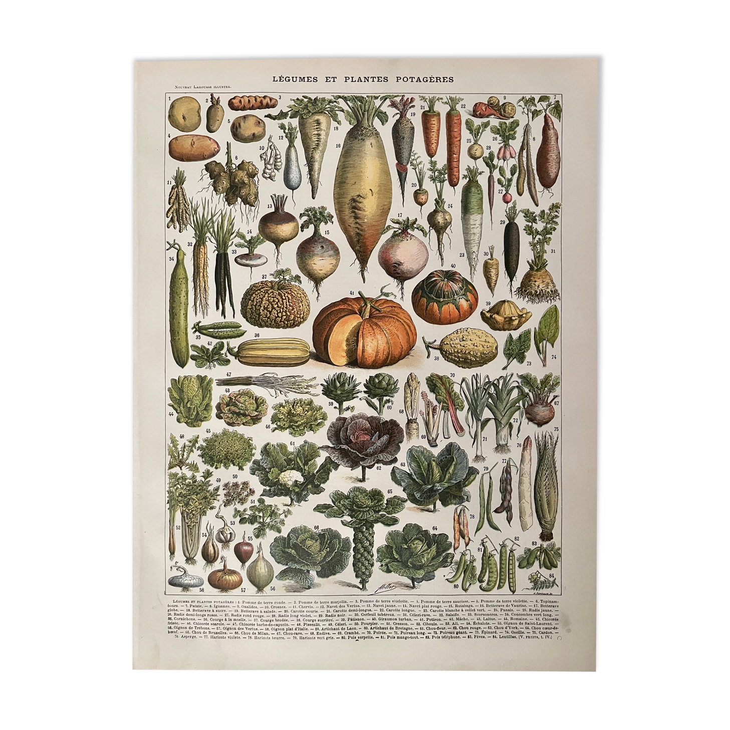 Lithograph on vegetables and vegetables from 1897