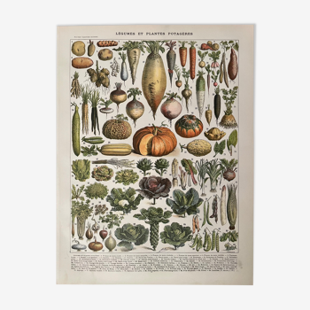 Lithographie sur les légumes et plantes potagères de 1897
