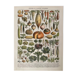 Lithograph on vegetables and vegetables from 1897