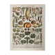 Lithograph on vegetables and vegetables from 1897
