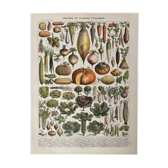 Lithographie sur les légumes et plantes potagères de 1897