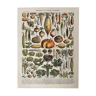 Lithographie sur les légumes et plantes potagères de 1897