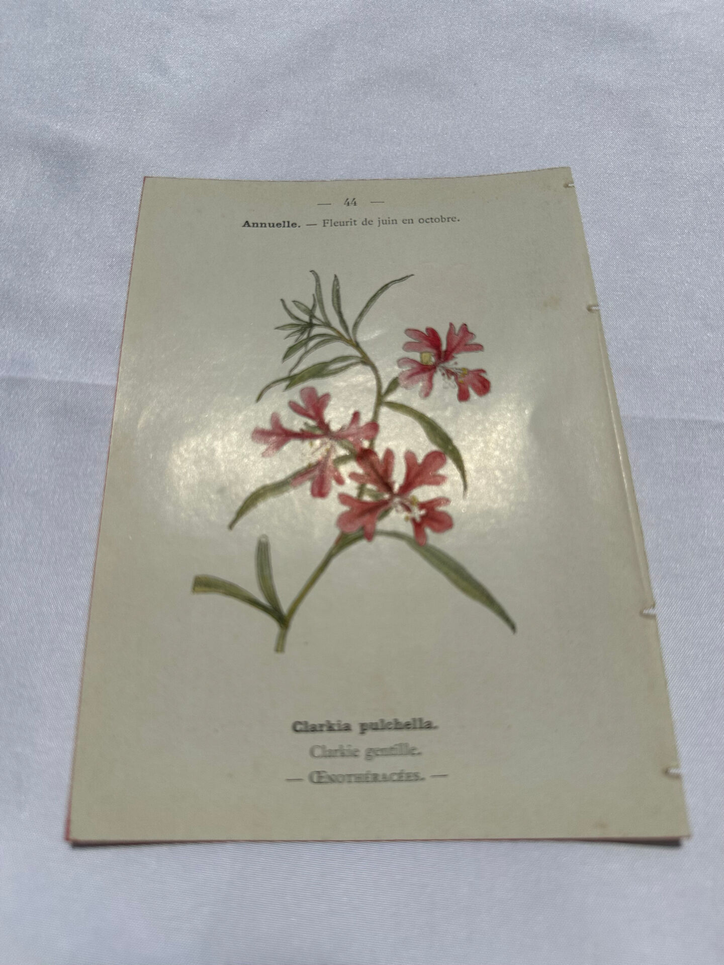 Old double-sided botanical engraving naturalist plate 1800