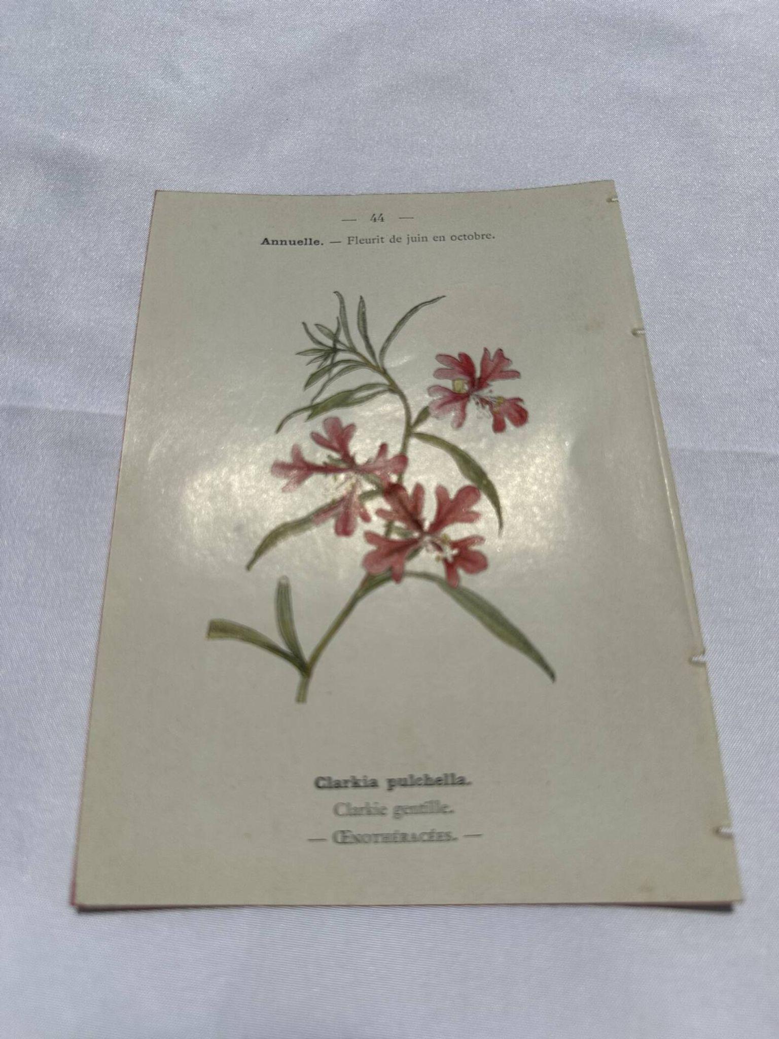 Gravure botanique ancienne double face planche naturaliste 1800