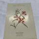 Old double-sided botanical engraving naturalist plate 1800