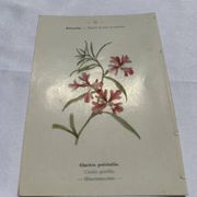 Gravure botanique ancienne double face planche naturaliste 1800