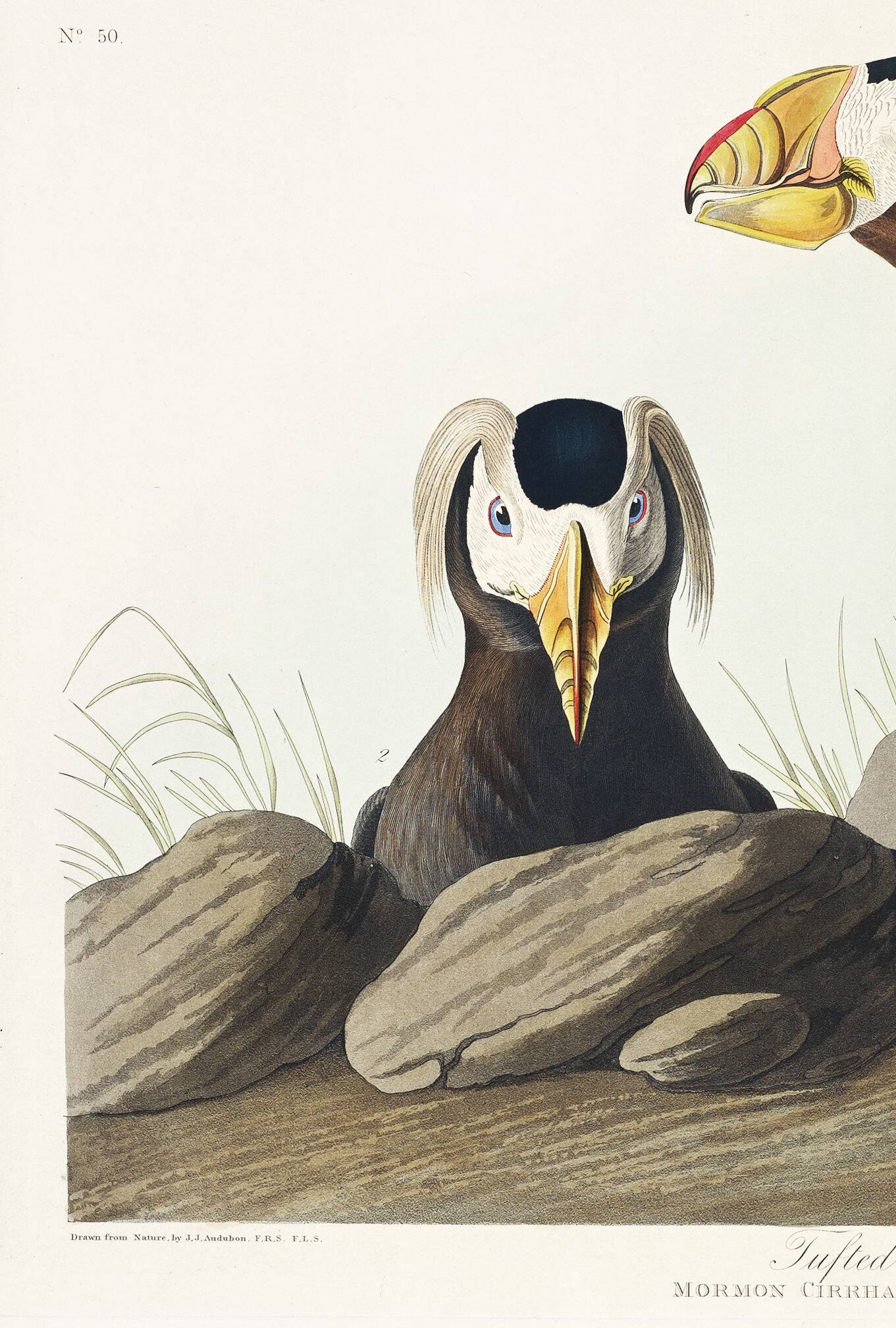 Poster about the Tufted Puffin, based on an old engraving from 1827.