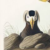 Poster about the Tufted Puffin, based on an old engraving from 1827.