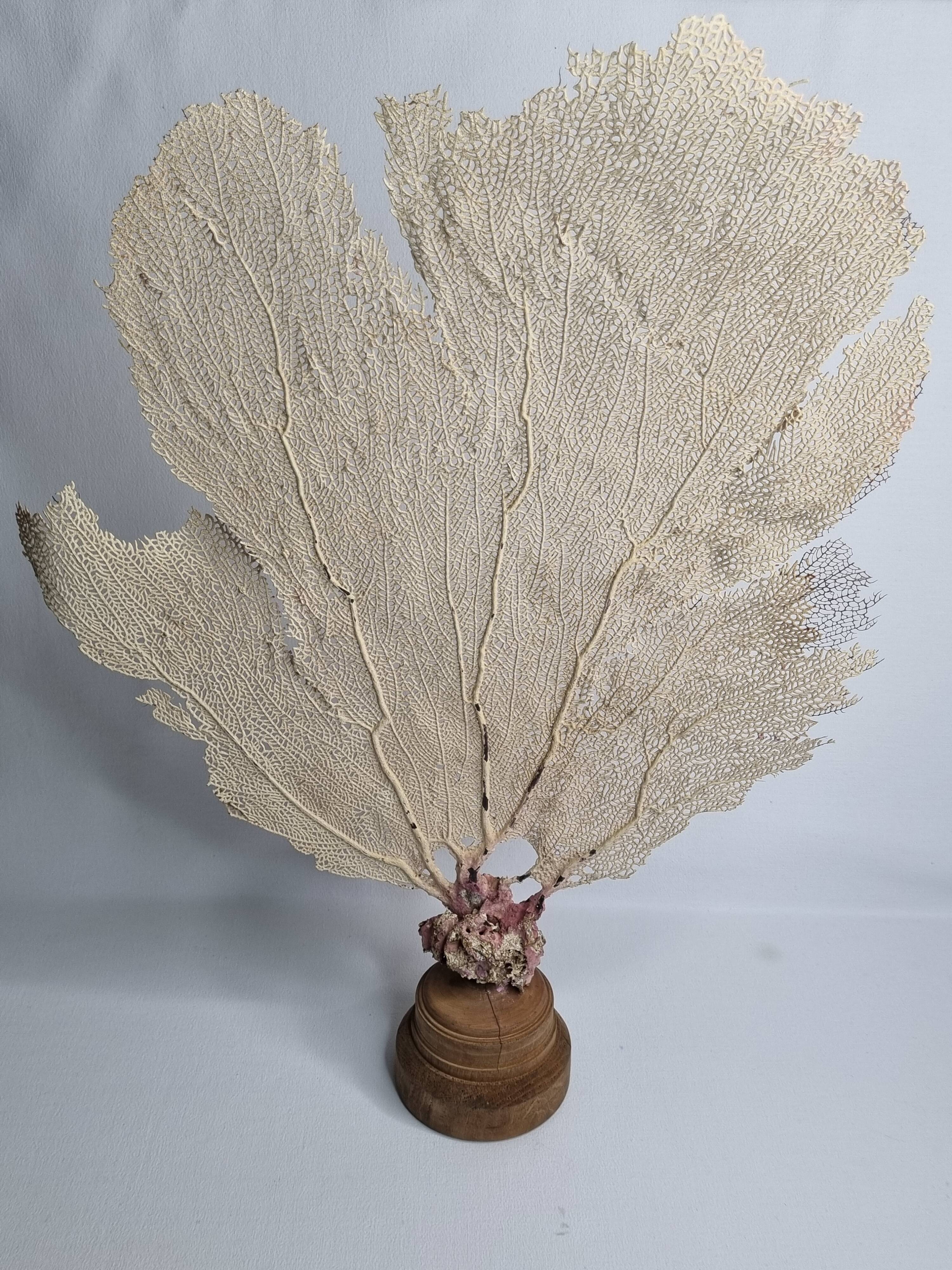 Antique gorgonian coral, Venus fan, on solid wood base, 58 cm