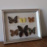 Frame of 6 naturalized butterflies
