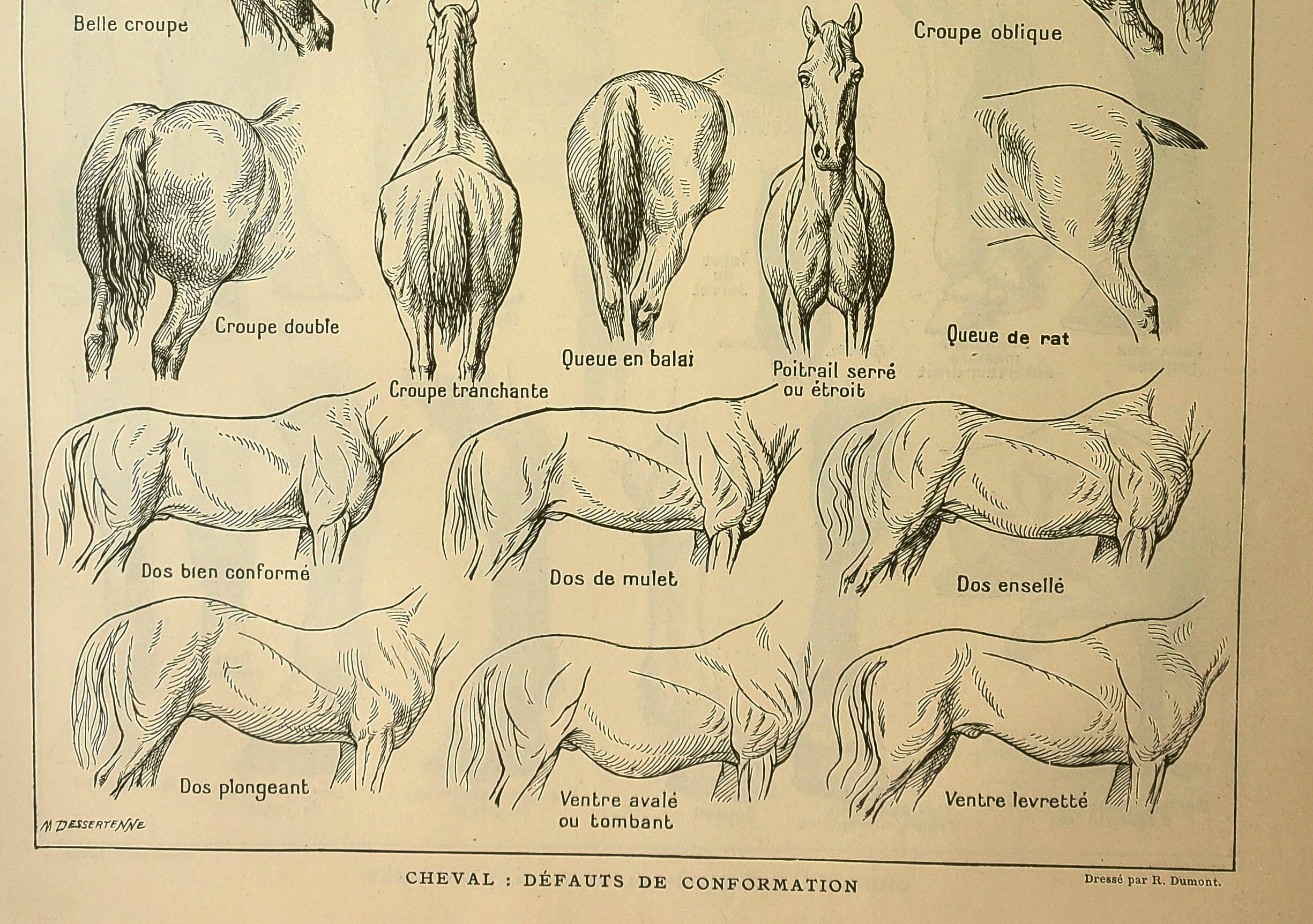Gravure ancienne 1921 - Cheval (2)  par M. Dessertenne - lithographie