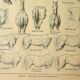 Gravure ancienne 1921 - Cheval (2)  par M. Dessertenne - lithographie