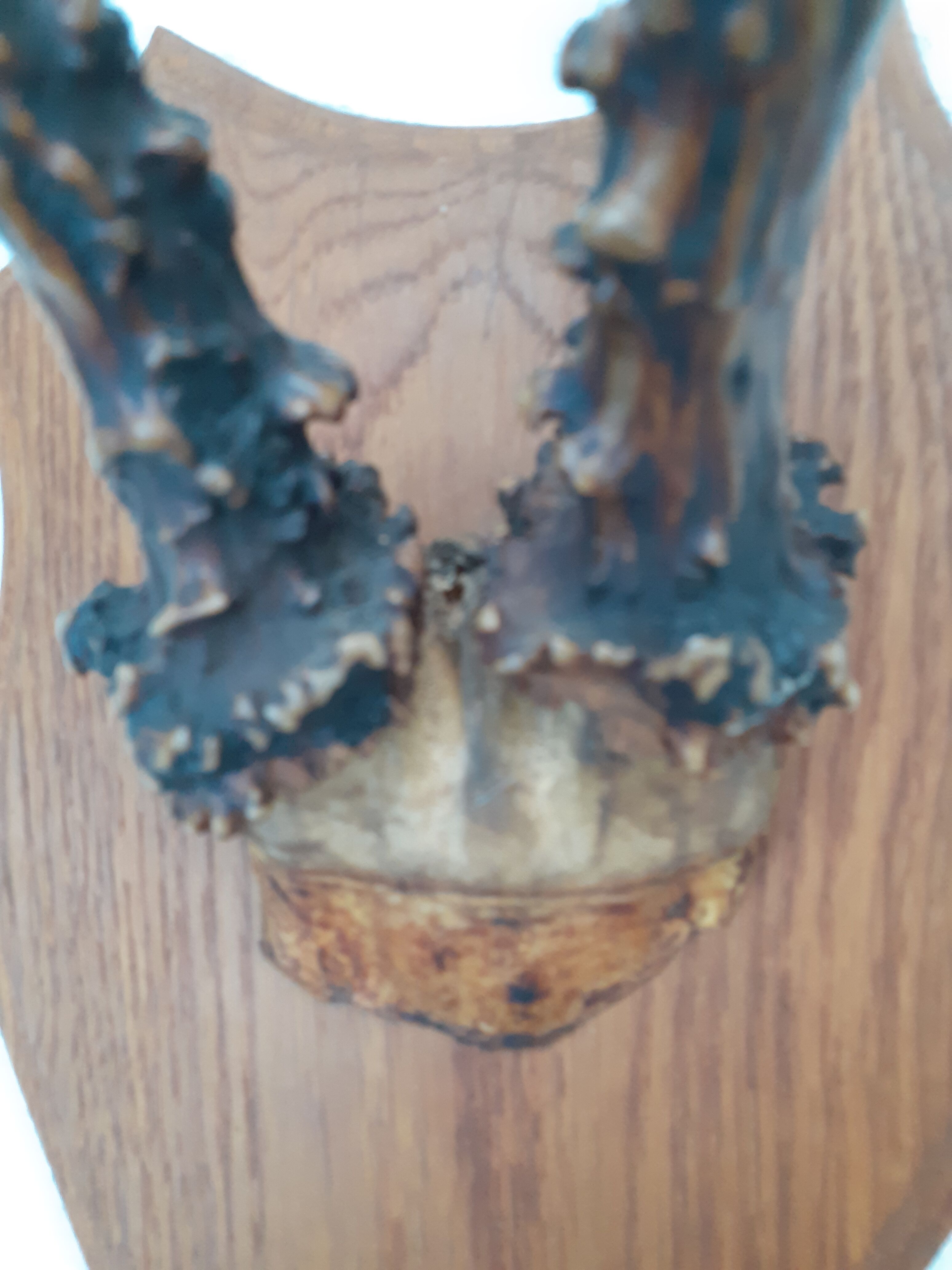 Hunting Trophy