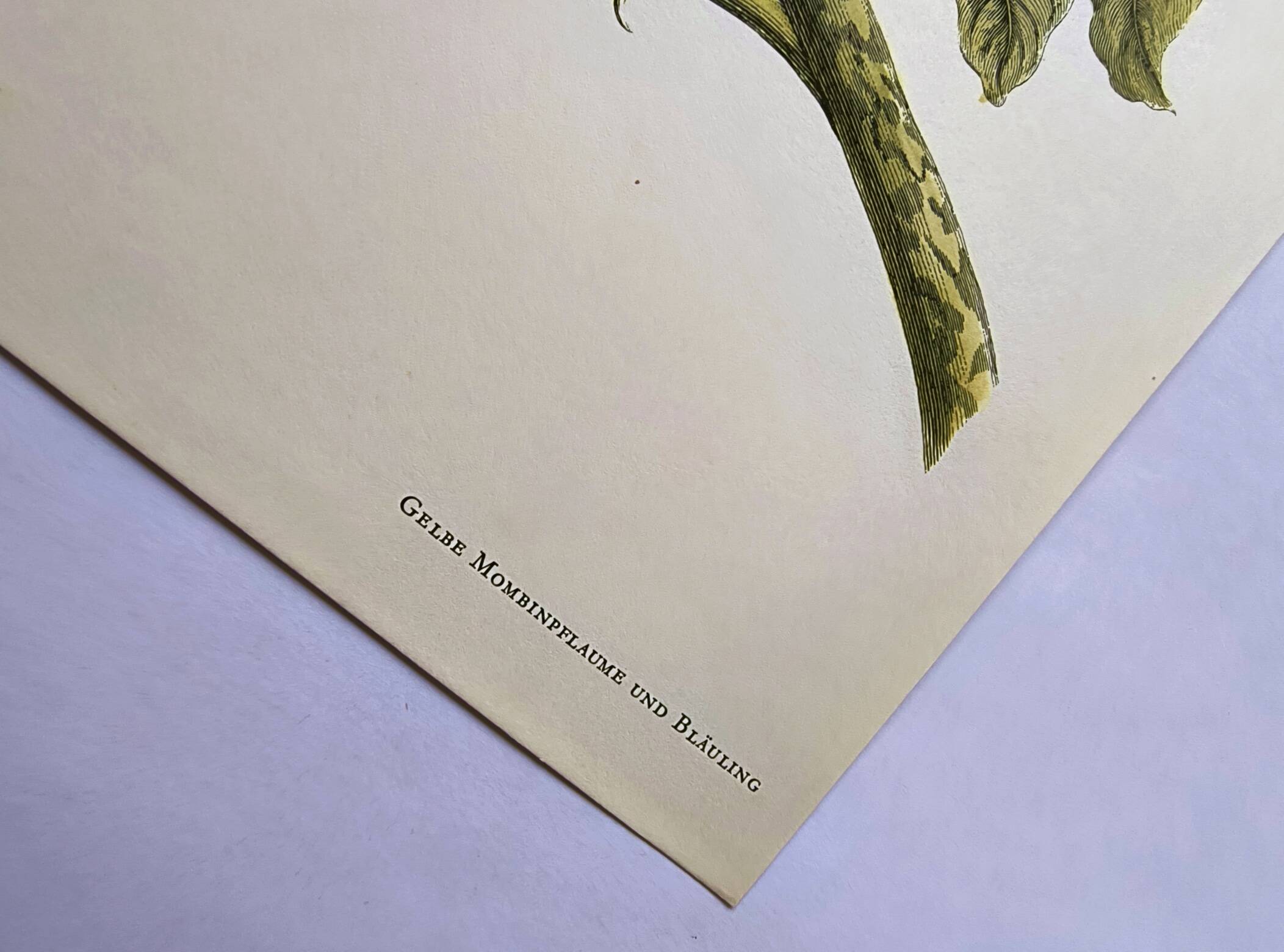 Vintage illustration - Plant with golden fruits by Merian. Antique plate