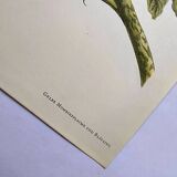 Vintage illustration - Plant with golden fruits by Merian. Antique plate