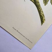 Vintage illustration - Plant with golden fruits by Merian. Antique plate