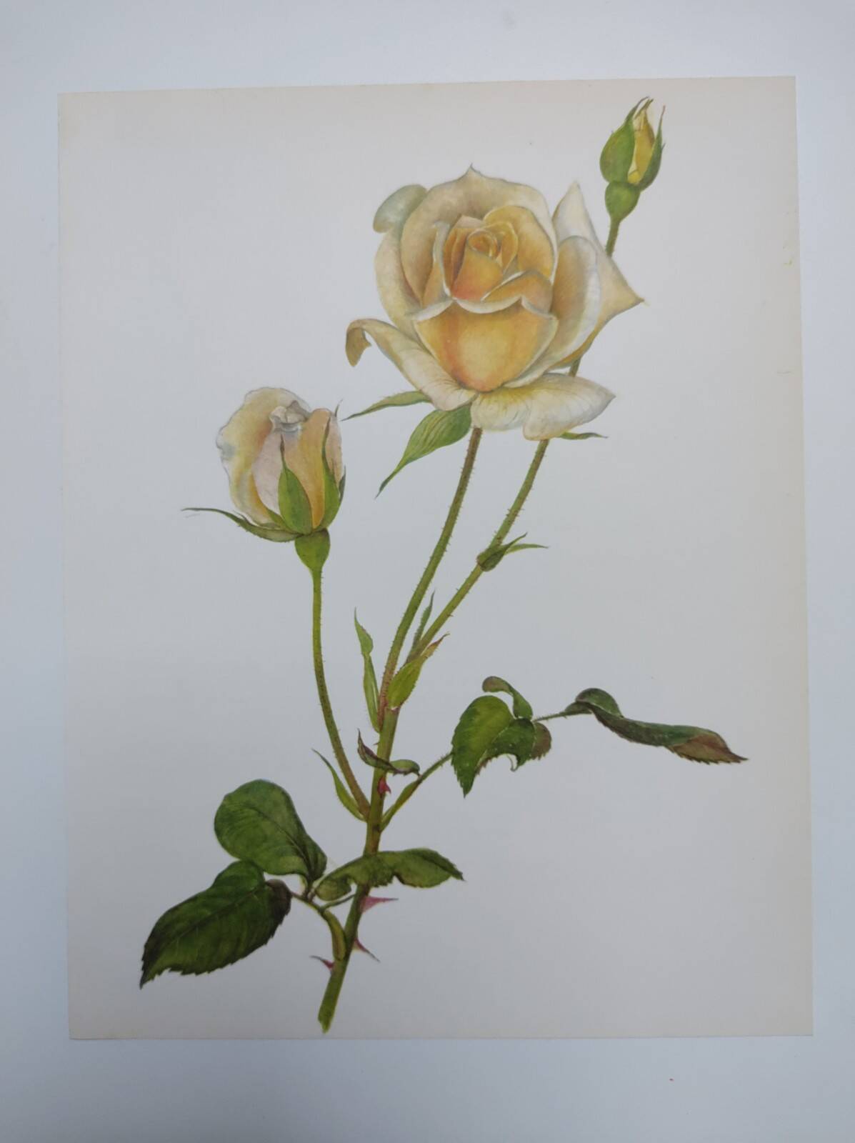 Illustration botanique de 1968 Joanna Hill - Planche Vintage fleur et rose