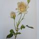 Illustration botanique de 1968 Joanna Hill - Planche Vintage fleur et rose