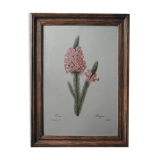 Planche illustrée originale Bruyère