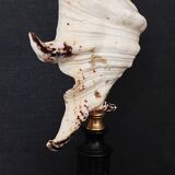 Cabinet of Curiosities shell lambis chiragra on base