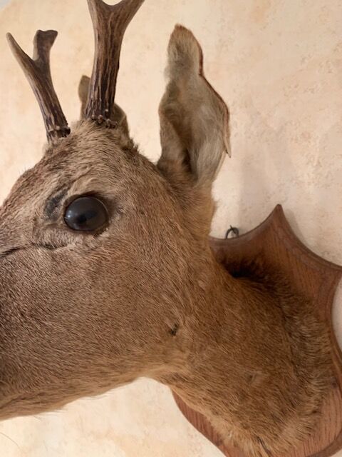 Taxidermy doe head deer deer hunting trophy