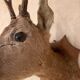 Taxidermy doe head deer deer hunting trophy