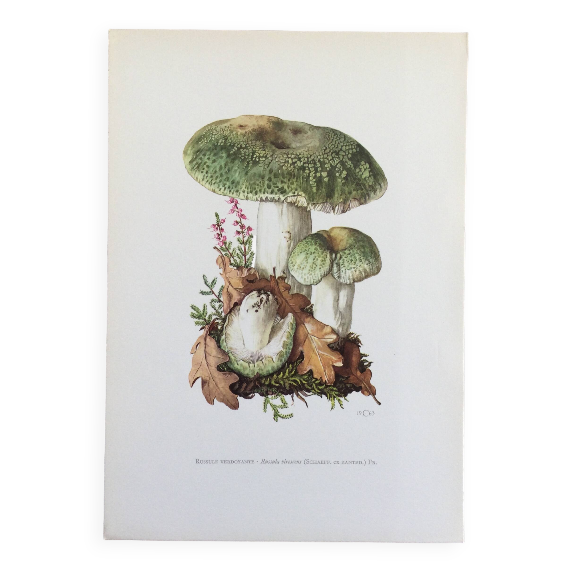Botanical Illustration Mushrooms Russula Vintage Print 60s