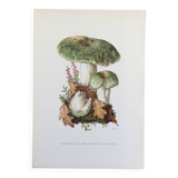 Botanical Illustration Mushrooms Russula Vintage Print 60s