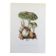 Botanical Illustration Mushrooms Russula Vintage Print 60s
